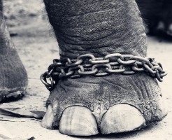 CHAINED!!!