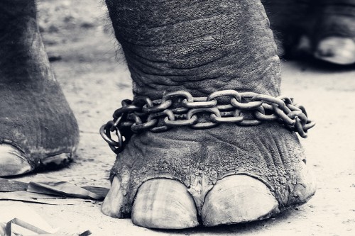 鎖に繋がれた象の足